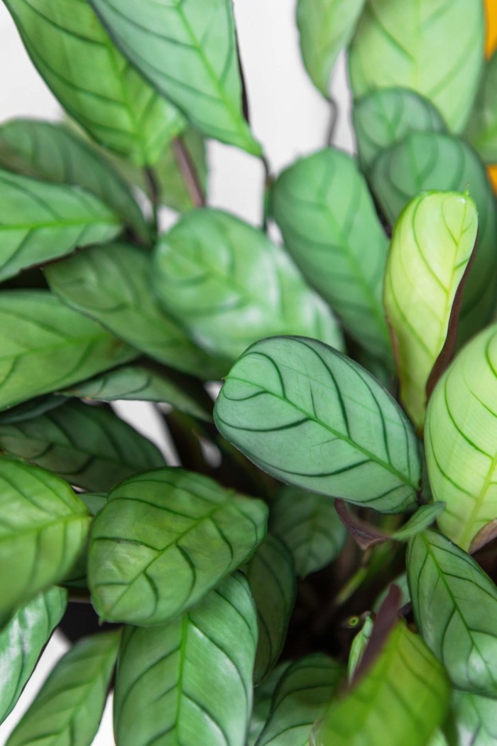 Ктенанта сильвер