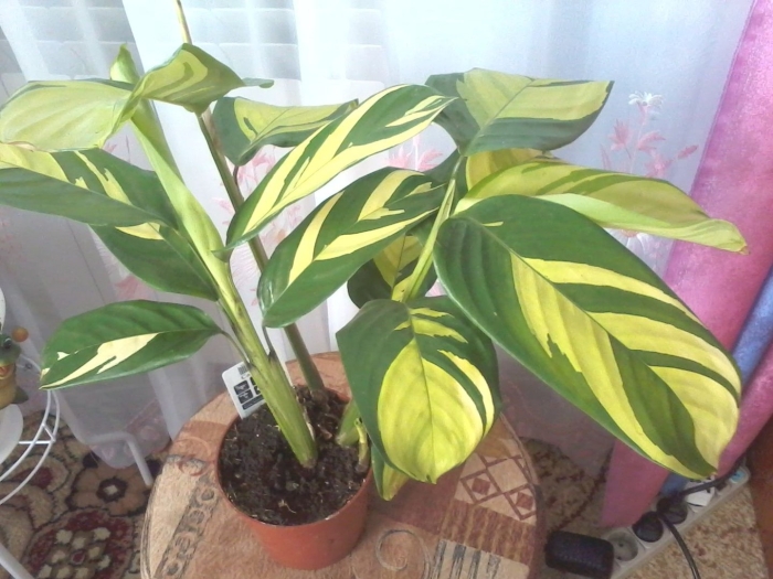 Ктенанта голден мозаик