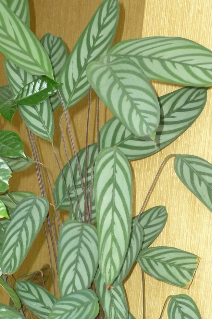 Калатея ктенанта амабилис