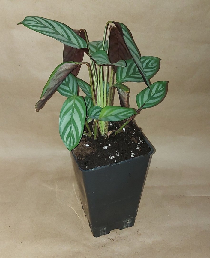 Цветок ктенанта