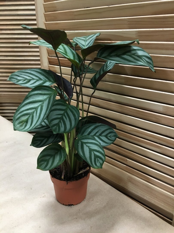 Ктенанта амабилис