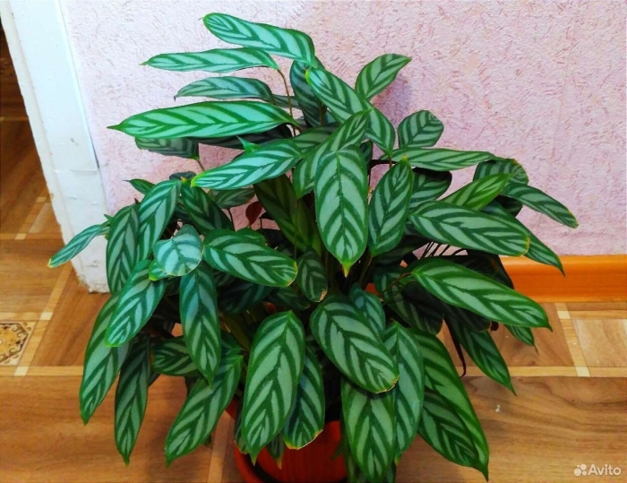 Ктенанта марантовые