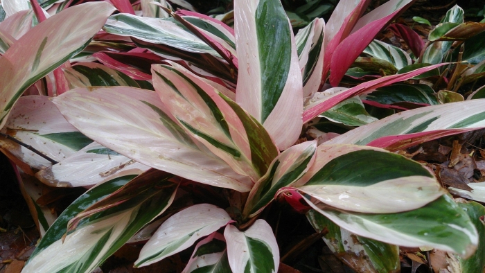 Строманта sanguinea