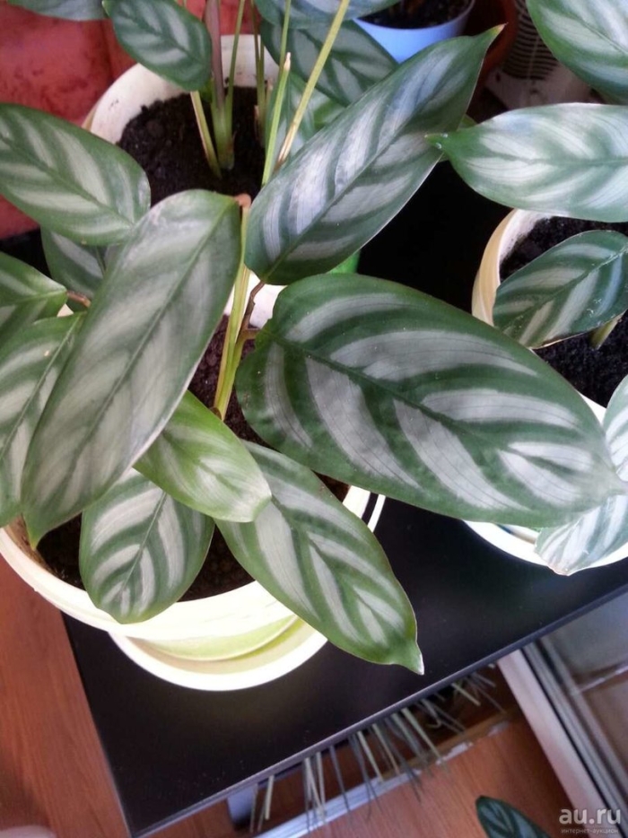 Калатея ктенанта оппенгейма