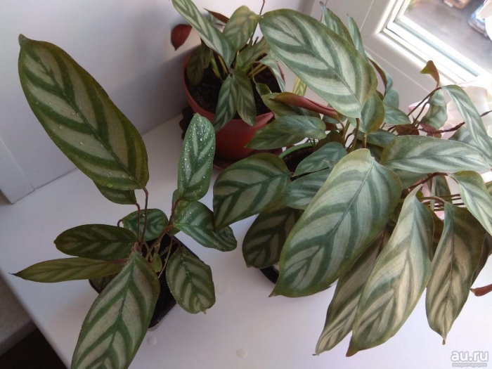 Калатея ктенанта оппенгейма