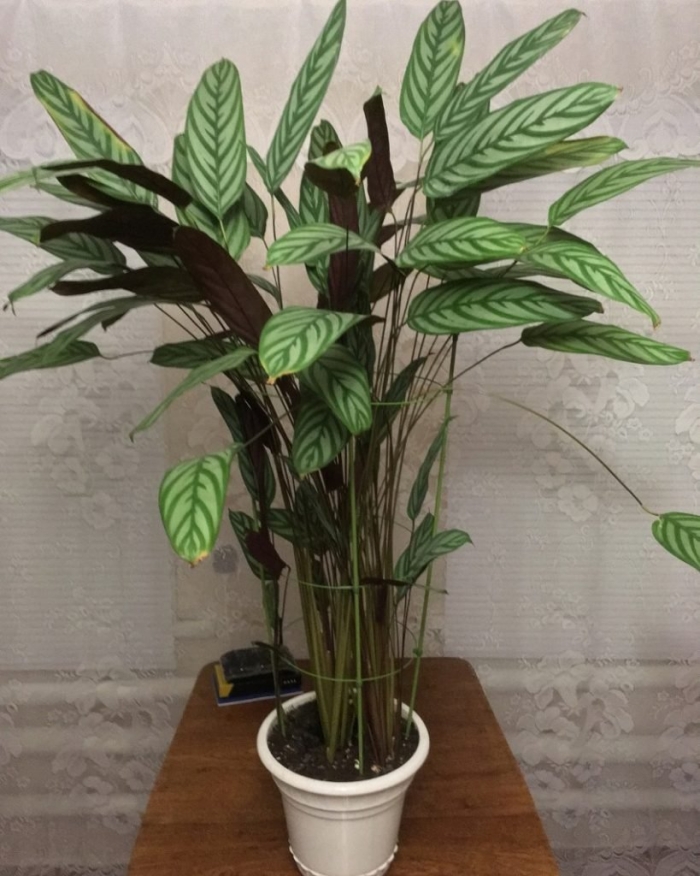 Калатея ктенанта амабилис