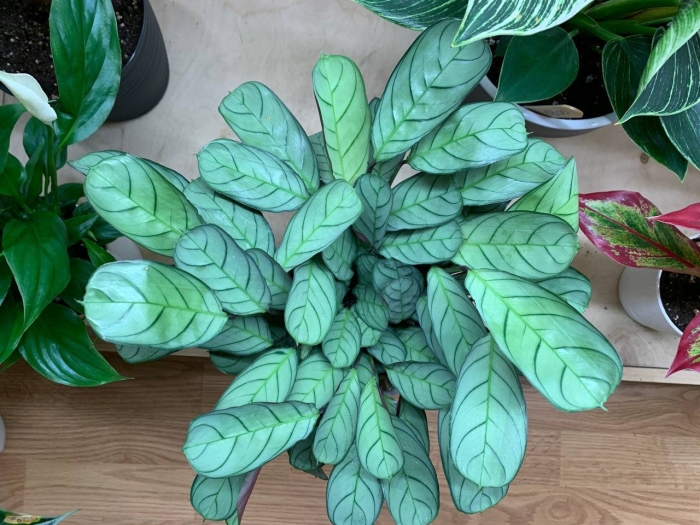 Ктенанта сильвер