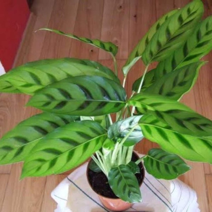 Калатея leopardina