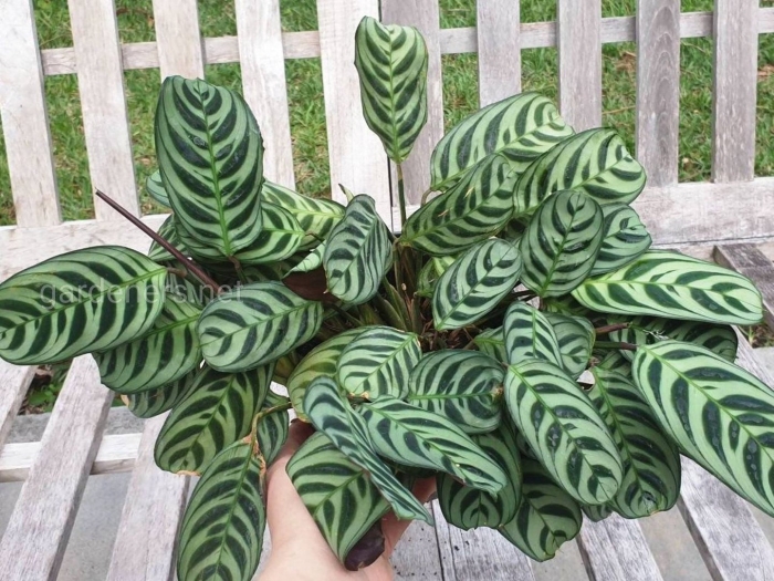 Ктенанта бурле маркси