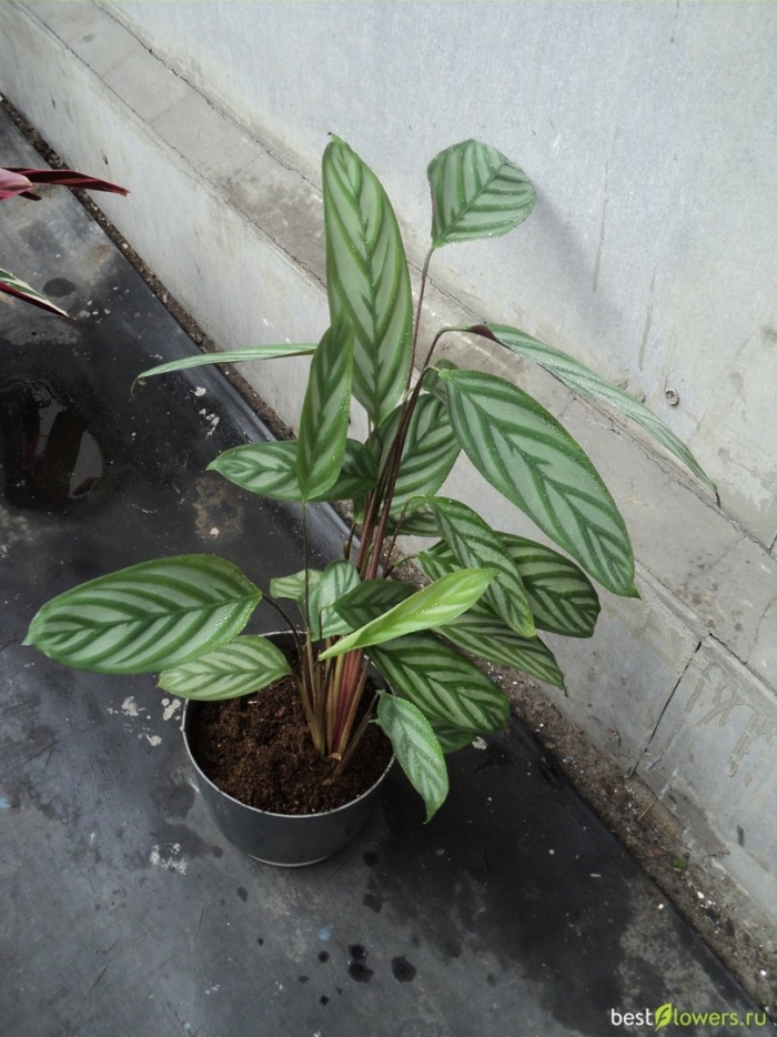 Маранта ктенанта