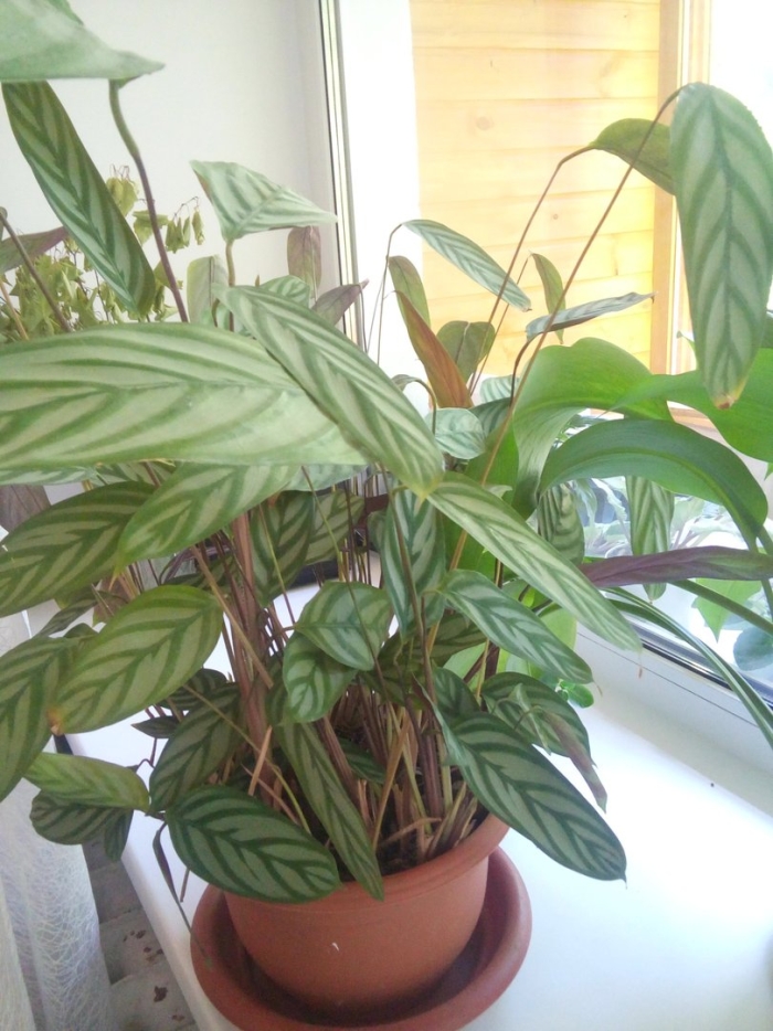 Калатея ктенанта скрутились листья