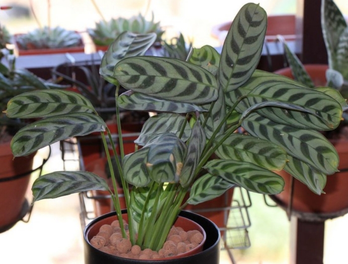 Ктенанта берл-маркса