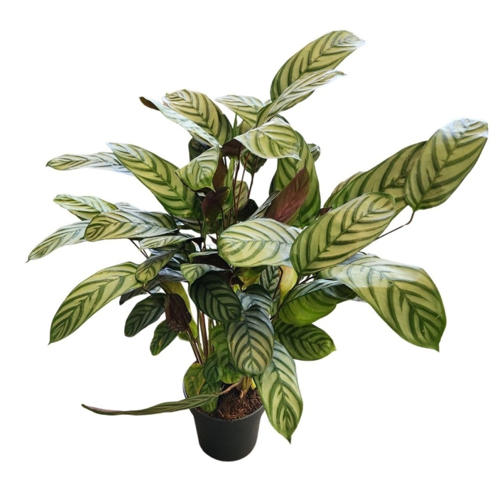 Калатея flamestar