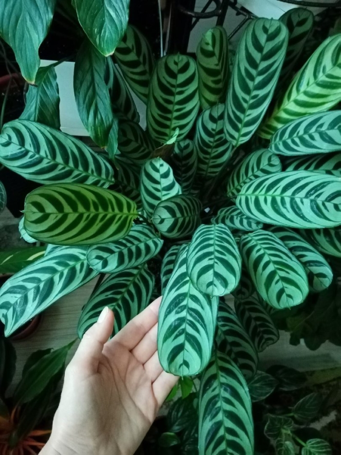 Ктенанта бурле