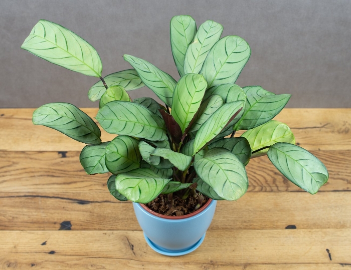 Ктенанта amagris