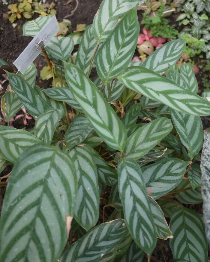 Ктенанта сетоза