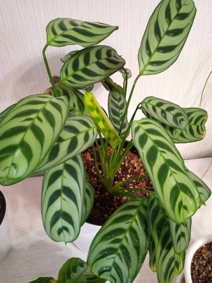 Ктенанта бурле макс