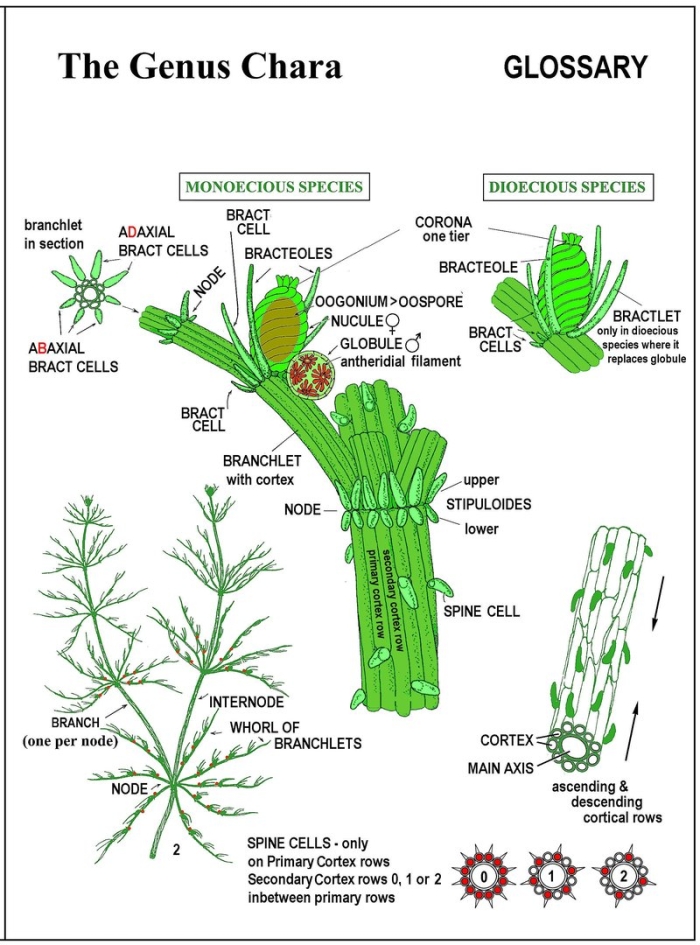 Харовые водоросли хара