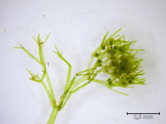 Хара водоросль