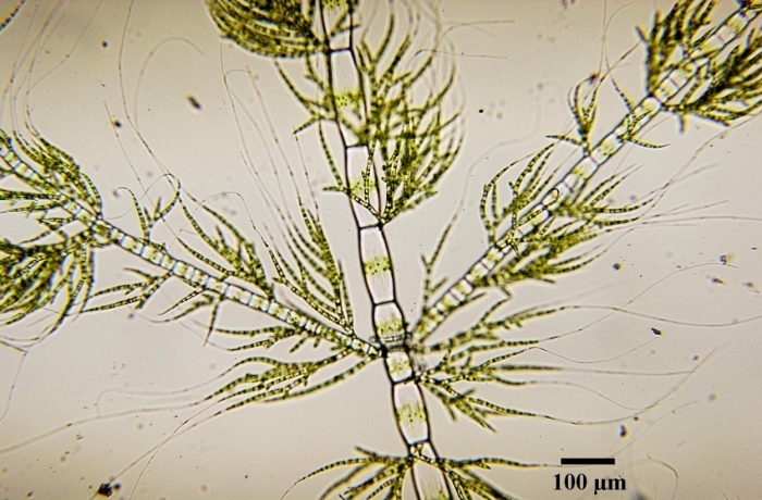 Драпарнальдия водоросль
