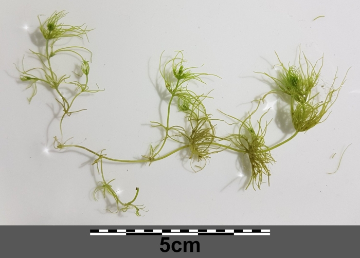 Utricularia warburgii