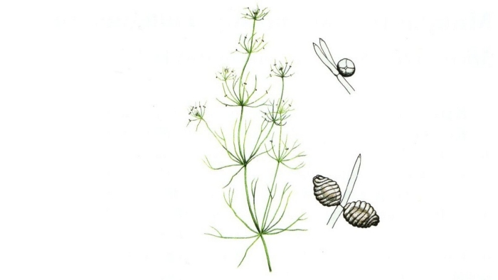 Харовая водоросль