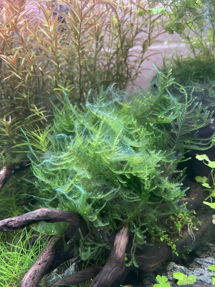 Яванский мох для аквариума