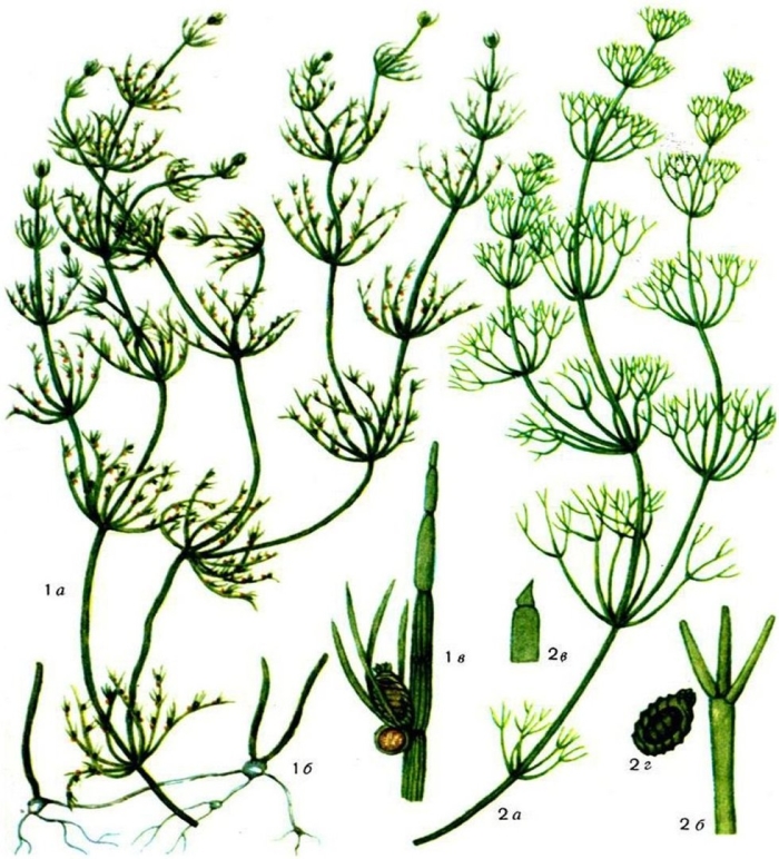 Харовые водоросли представители