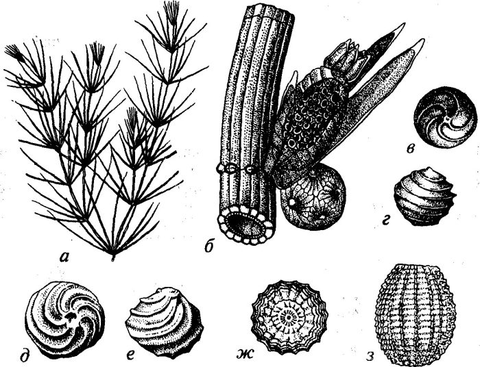 Харовые водоросли (charophyta)