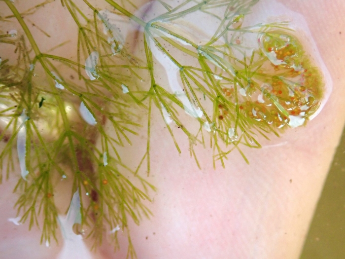 Нителла водоросль