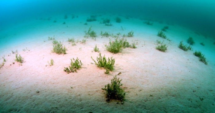 Харовая водоросль