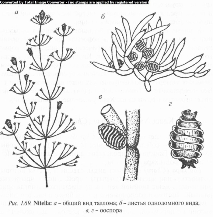 Харовые водоросли представители
