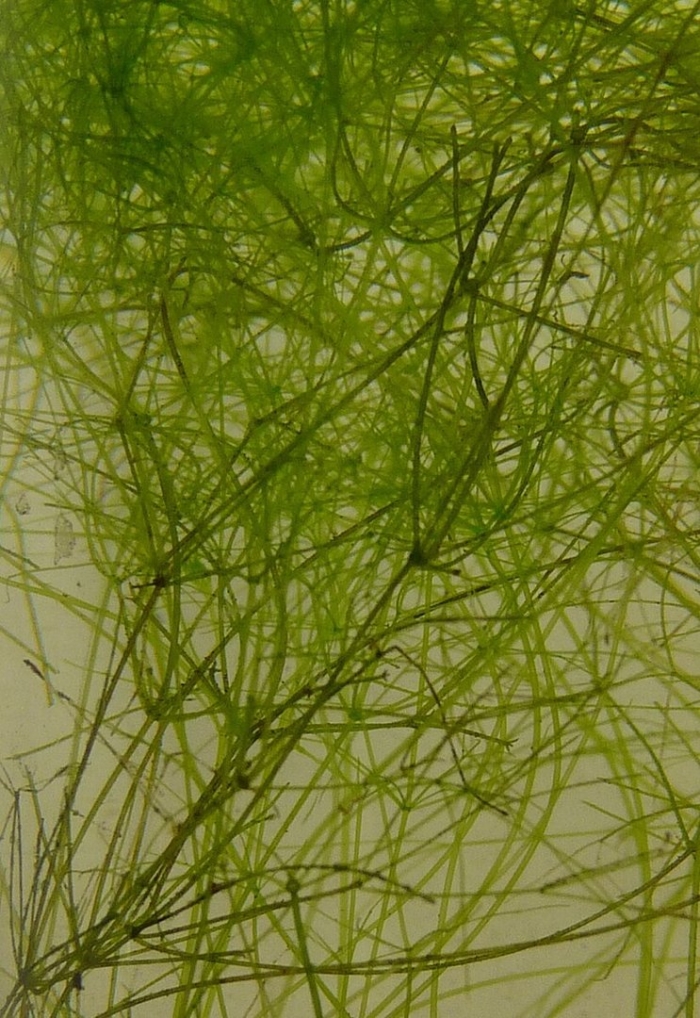 Роголистник аквариумное растение