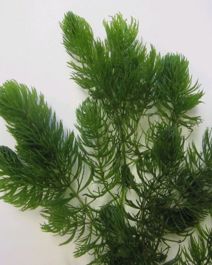 Роголистник аквариумное растение