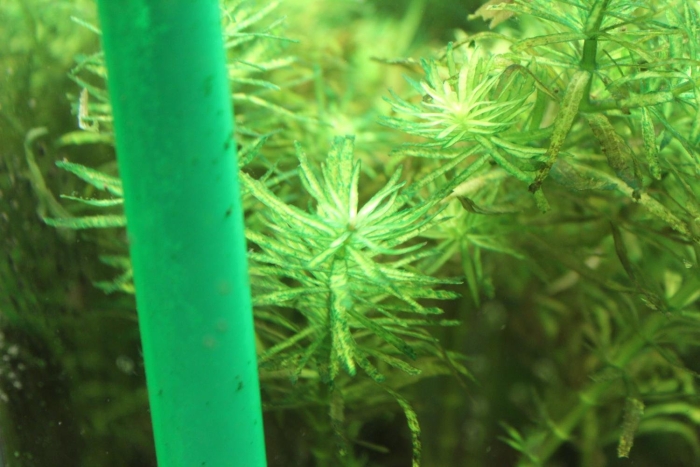 Водоросли роголистник