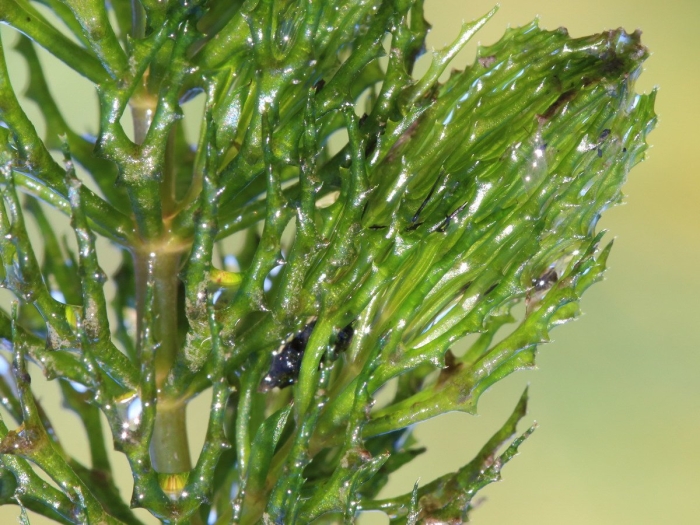 Роголистник погруженный