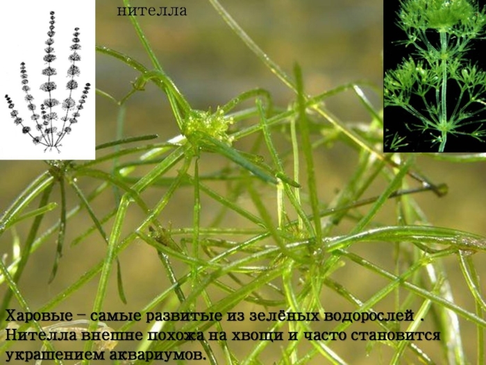 Харовые водоросли хара
