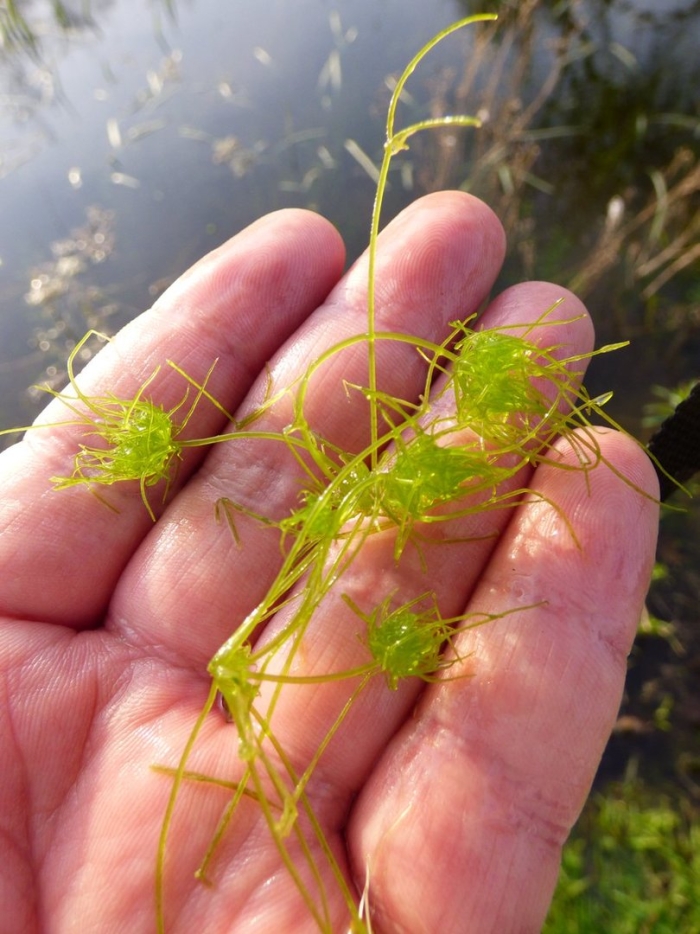 Utricularia vulgaris