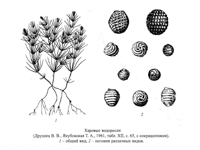 Харовые водоросли строение