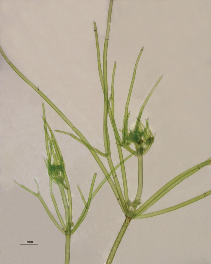 Харовые водоросли представители