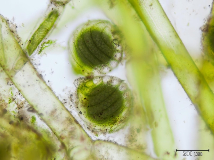 Клетка харовых водорослей