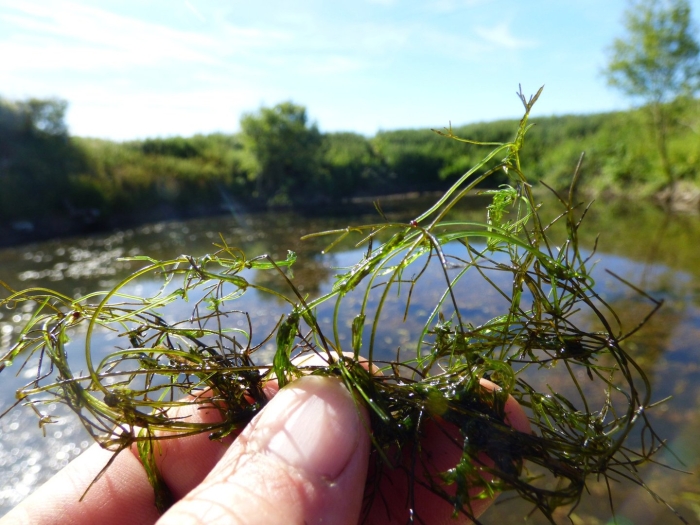 Utricularia vulgaris