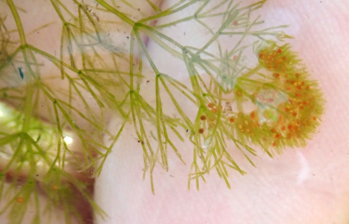 Нителла водоросль