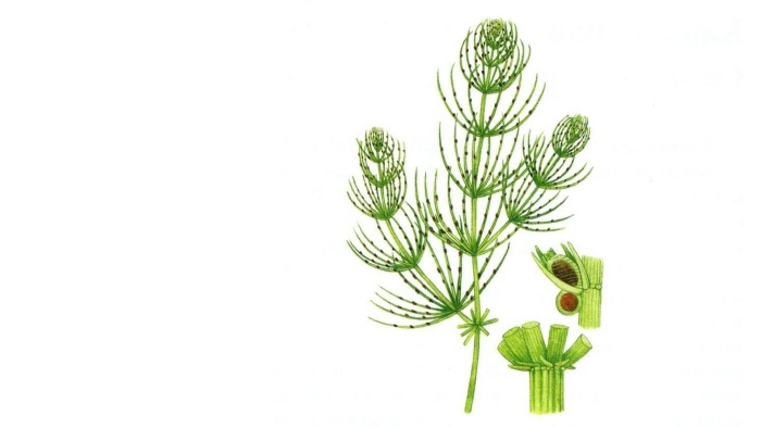 Нителла водоросль