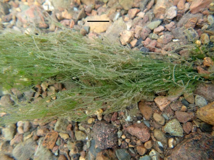 Кладофора аквариумное растение