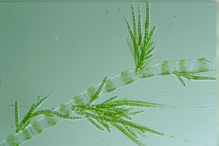 Драпарнальдия водоросль