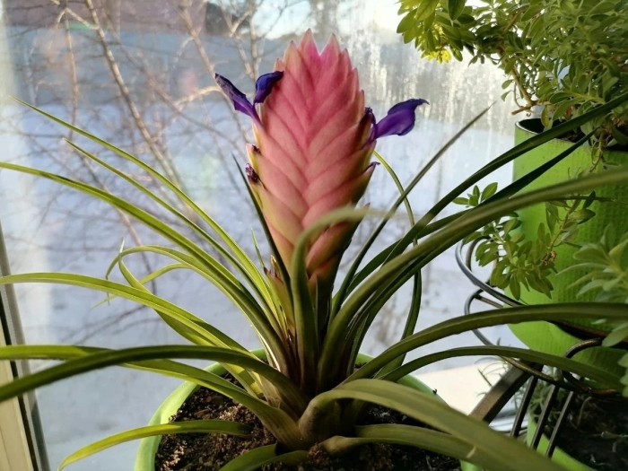 Бромелия тилландсия