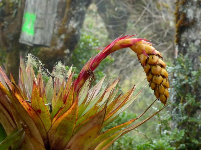 Бромелия субстрат