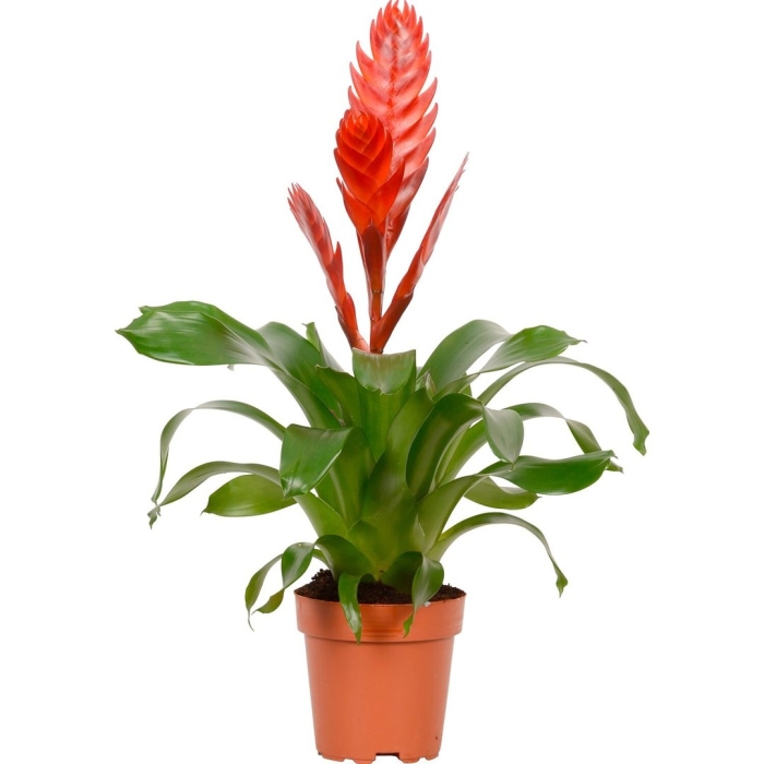 Бромелия микс цветок