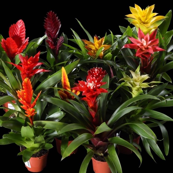 Бромелия уход в домашних условиях